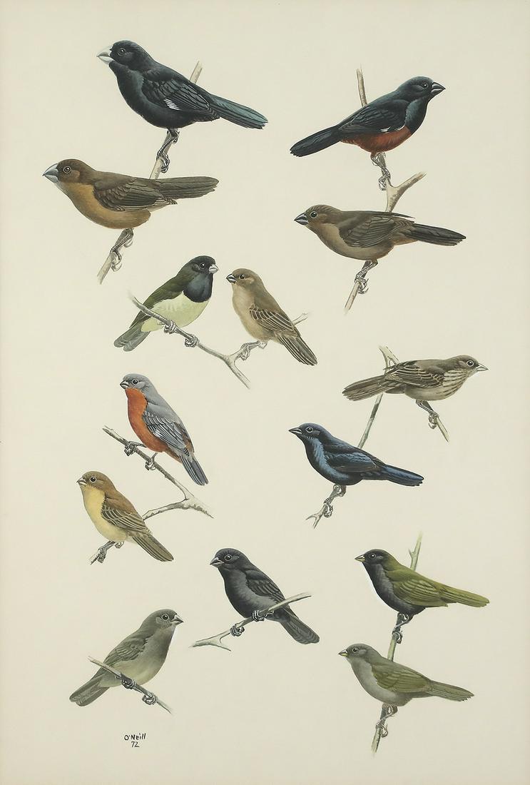 John P. O'Neill (b. 1942), Seedeaters and Grassquits (1 of 3)