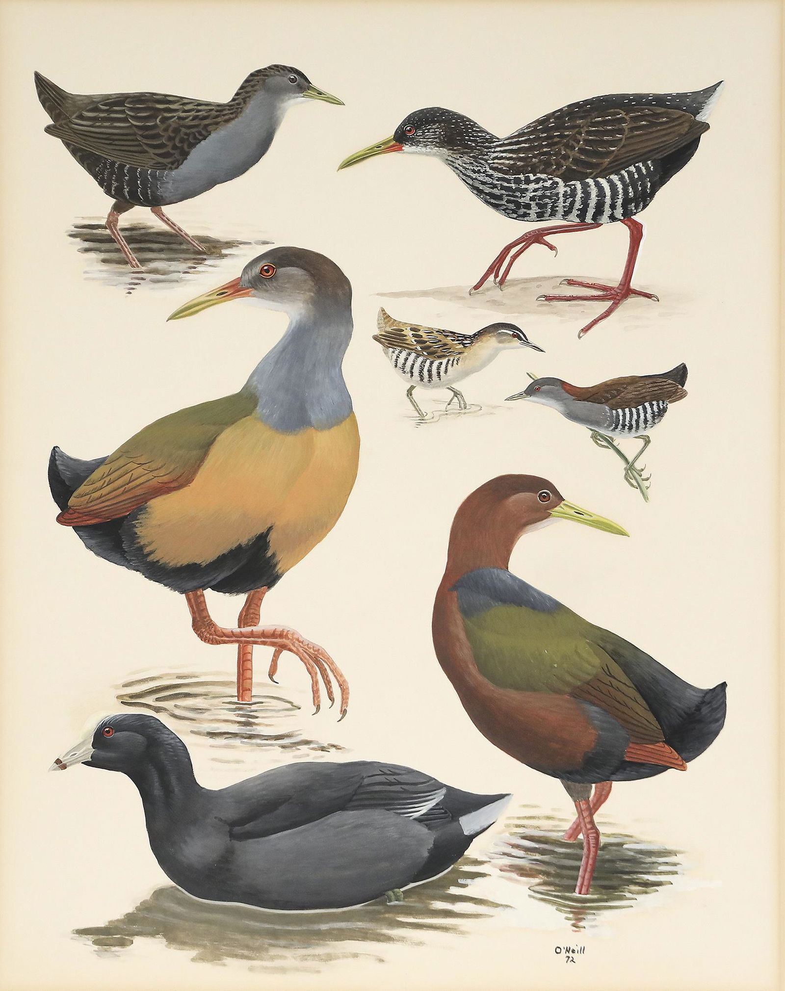 John P. O'Neill (b. 1942), Two Bird Watercolors (1 of 4)