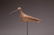 4: Eskimo Curlew