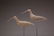 89: Curlew Pair