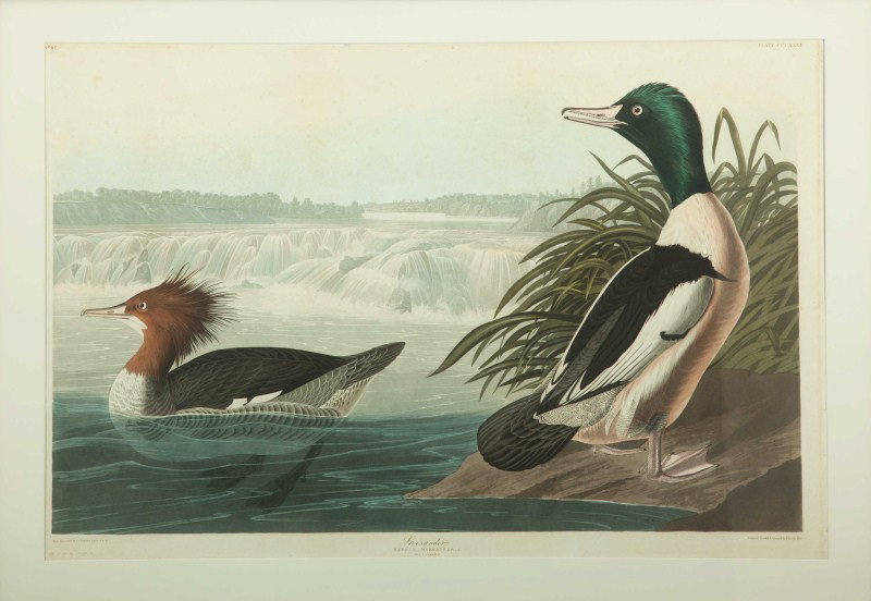 after John James Audubon (1785-1851): after John James Audubon (1785-1851) Mergansers, 1836 Hand-colored engraving, 24.5 by 37 inche Engraved, Printed & Colored by R. Havell, 1836. lower right "Drawn from Nature by J.J. Audubon, F.R.S.F.I