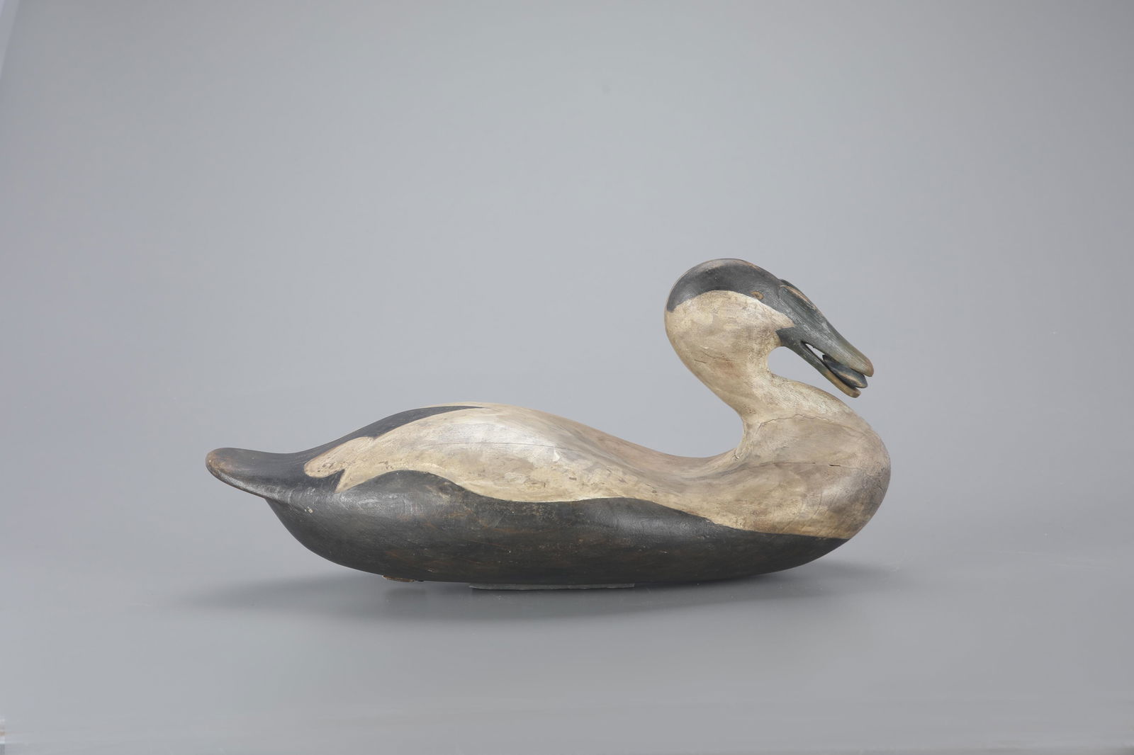 Eider with Mussel by Frank S. Finney (b. 1947) (1 of 6)