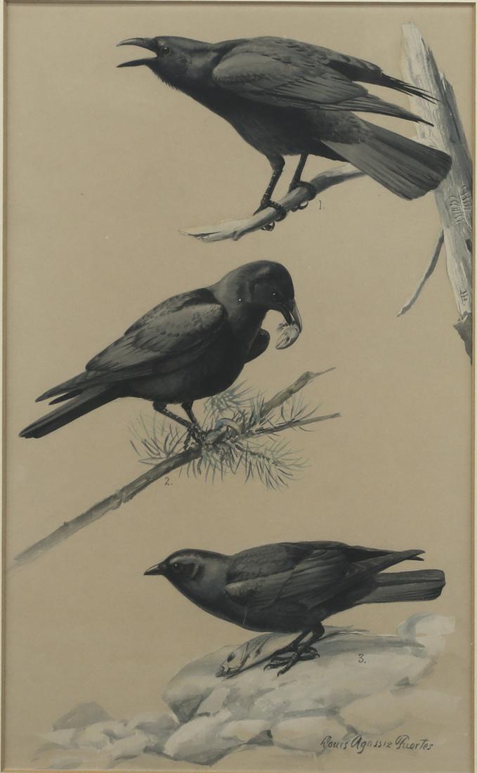 Louis Agassiz Fuertes (1874-1924), Three Crows (1 of 3)