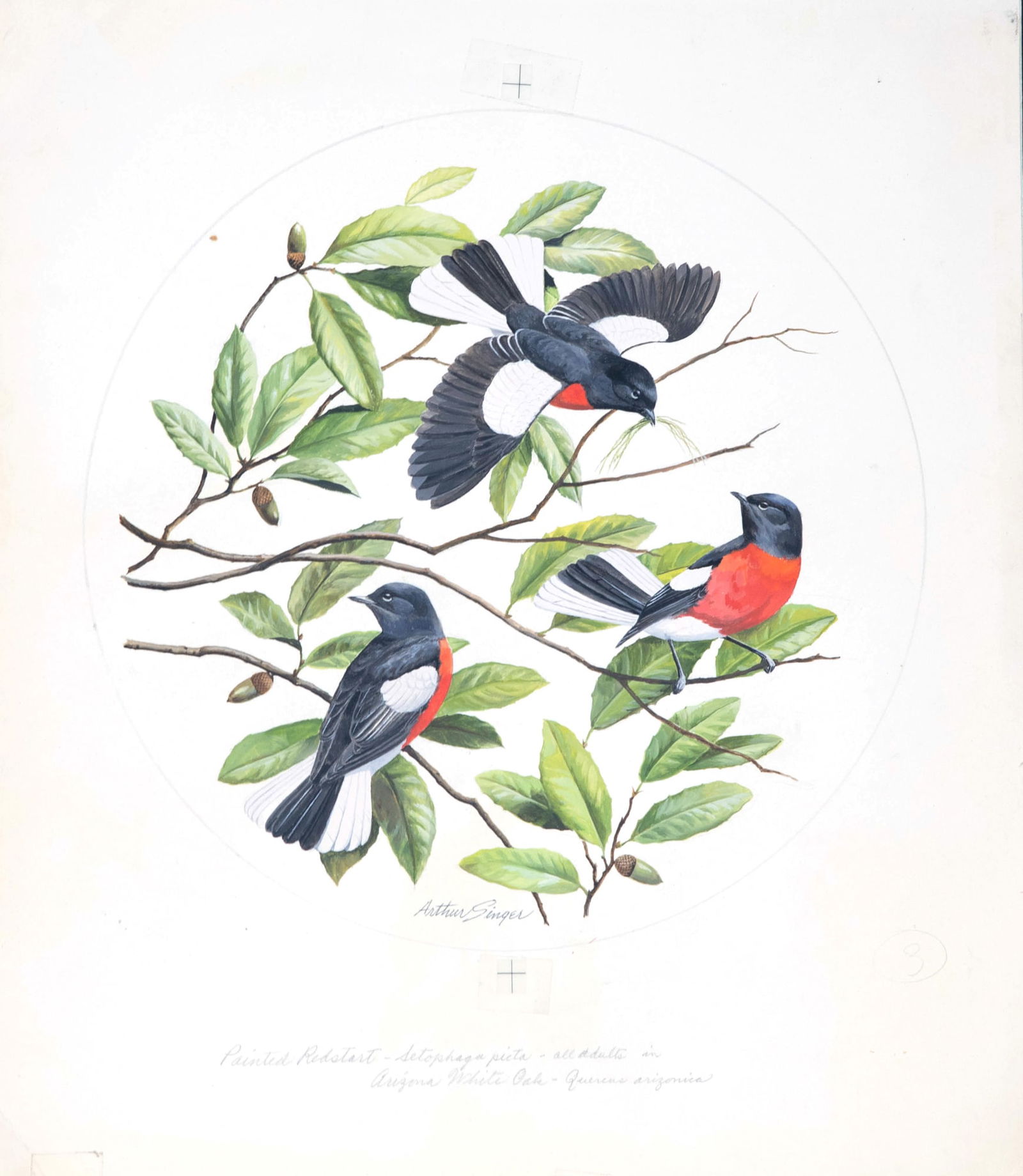 Arthur B. Singer (1917-1990), Painted Redstart (1 of 2)