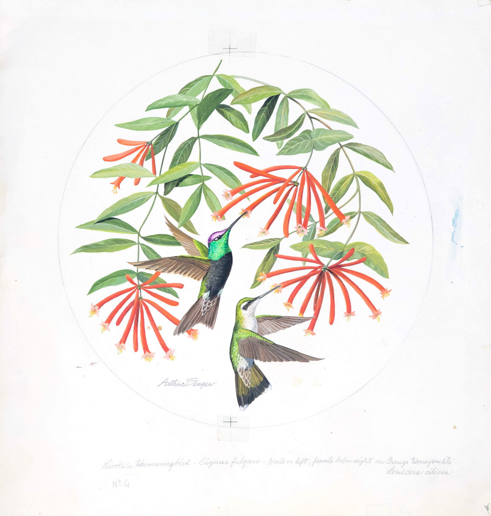 Arthur B. Singer (1917-1990), Rivoli's Hummingbird (1 of 2)