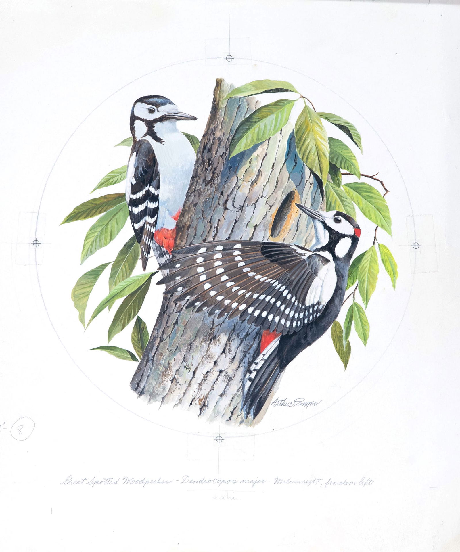 Arthur B. Singer (1917-1990), Great Spotted Woodpecker (1 of 2)