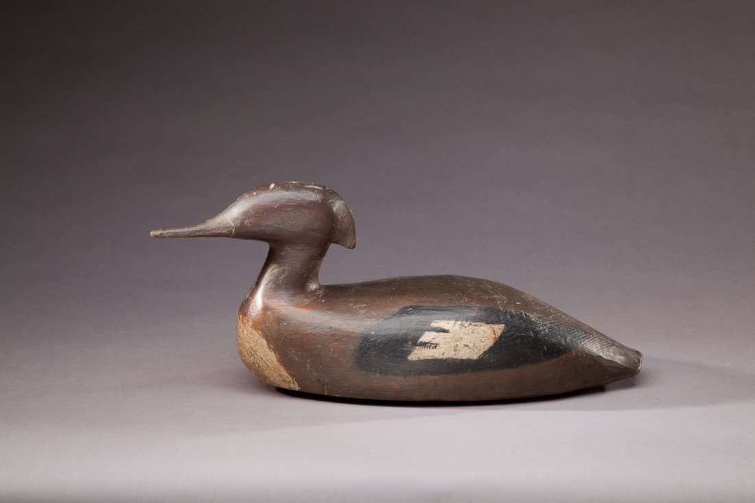 Merganser Hen (1 of 3)