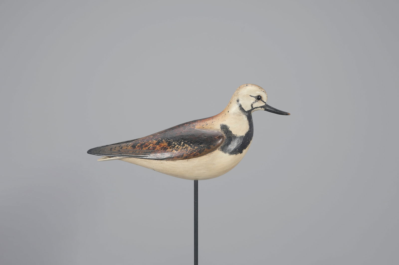 Ruddy Turnstone by William Gibian (b. 1946) (1 of 4)