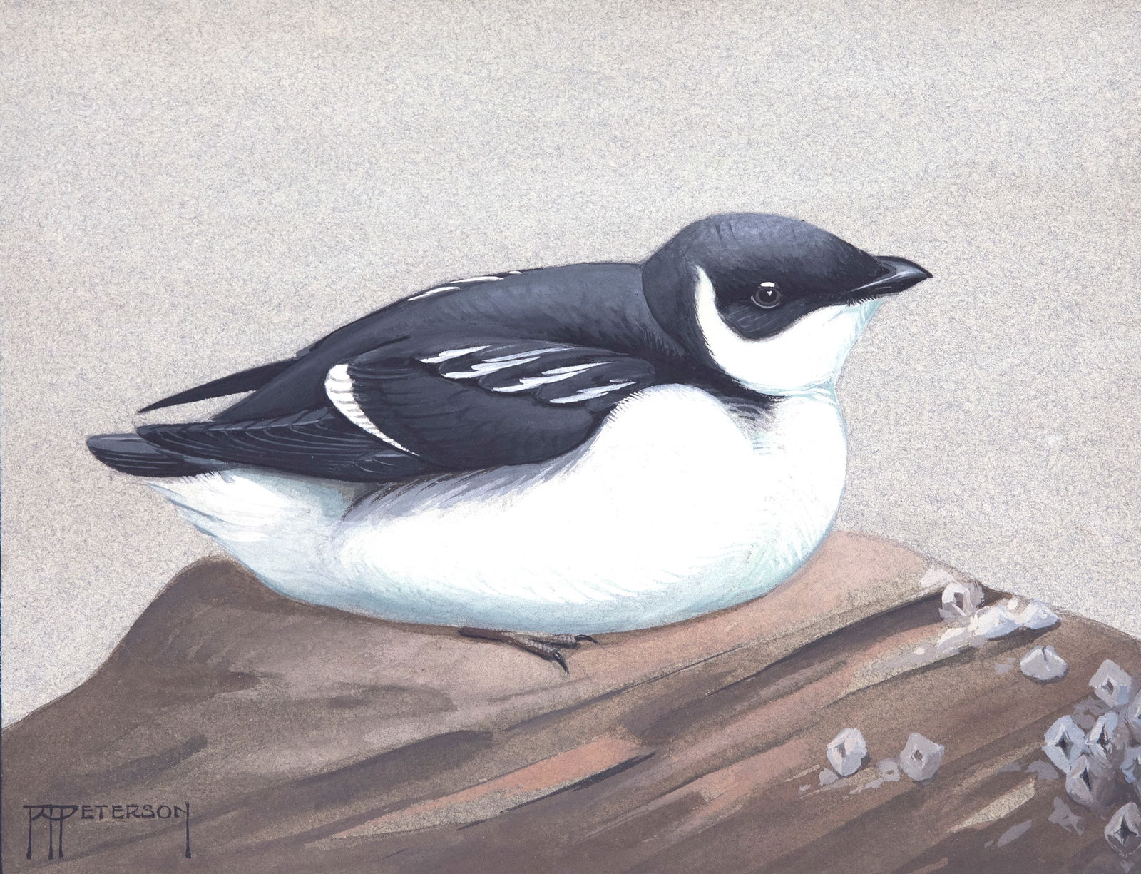 Roger Tory Peterson (1908-1996), Dovekie (1 of 3)