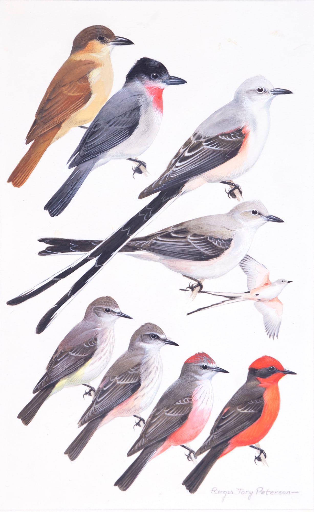 Roger Tory Peterson (1908-1996), Flycatchers (1 of 3)