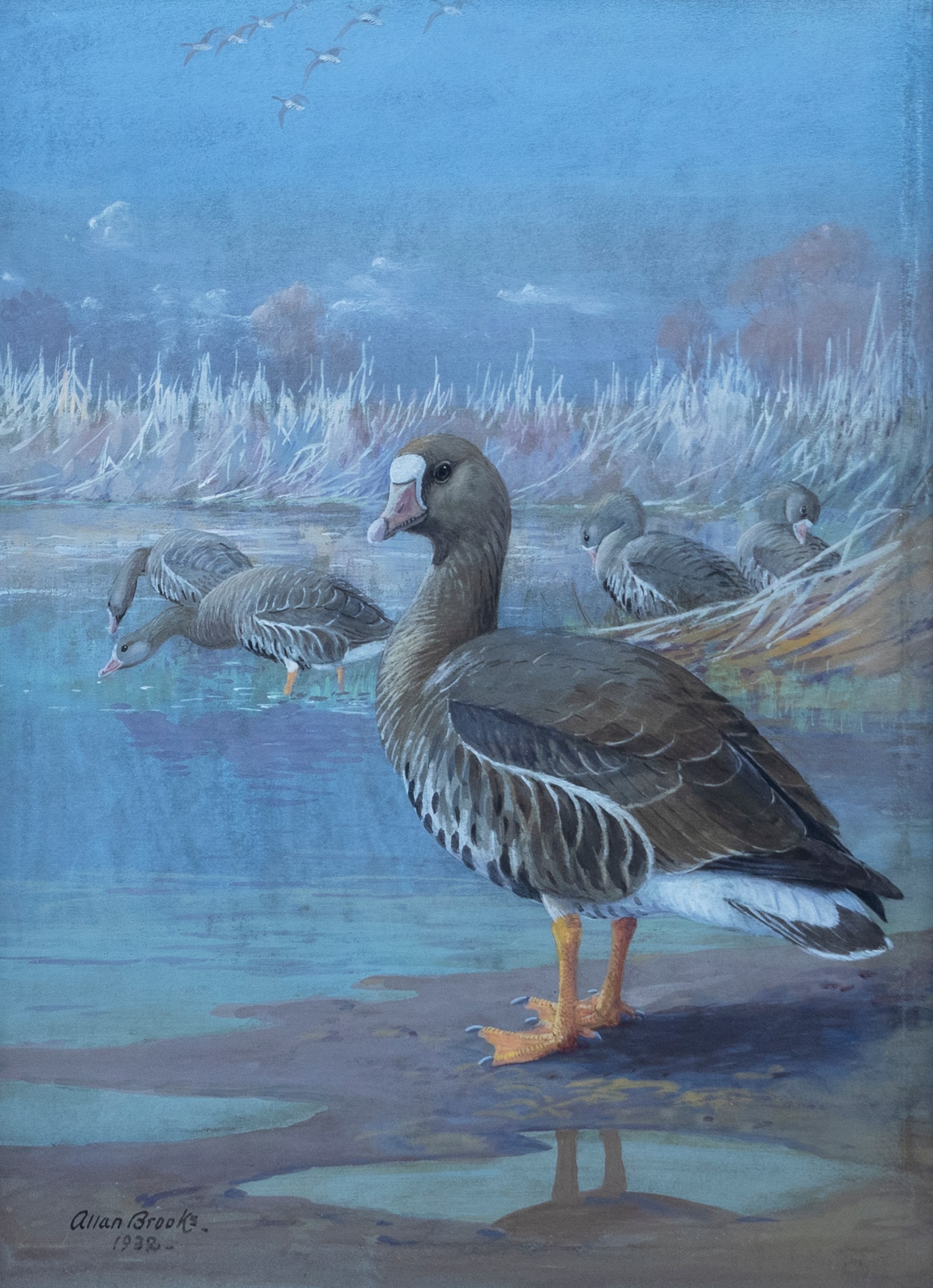 Allan Brooks (Canadian, 1869-1945), White-Fronted Geese (1 of 3)