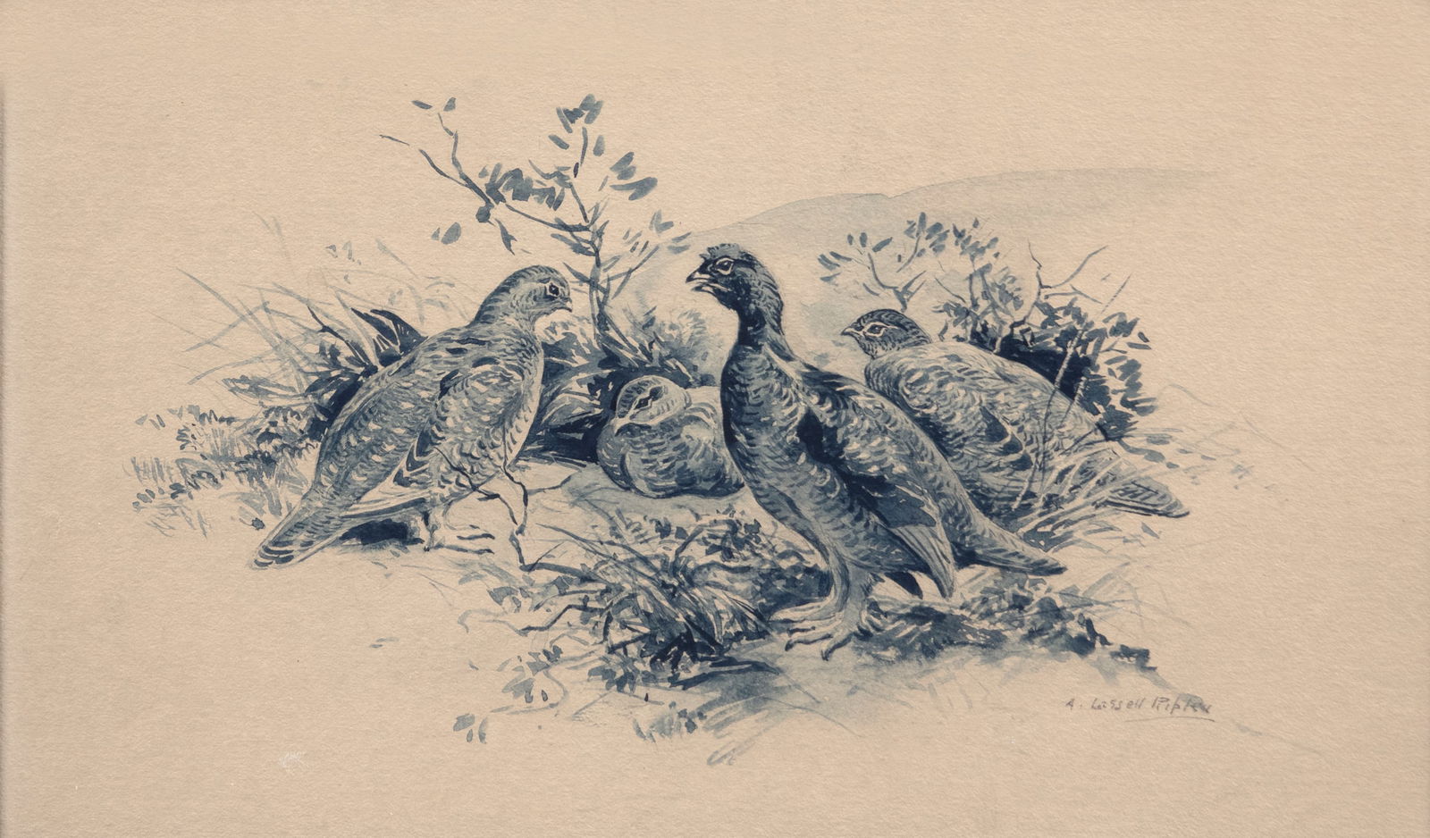 Aiden Lassell Ripley (1896-1969), Irish Grouse (1 of 3)