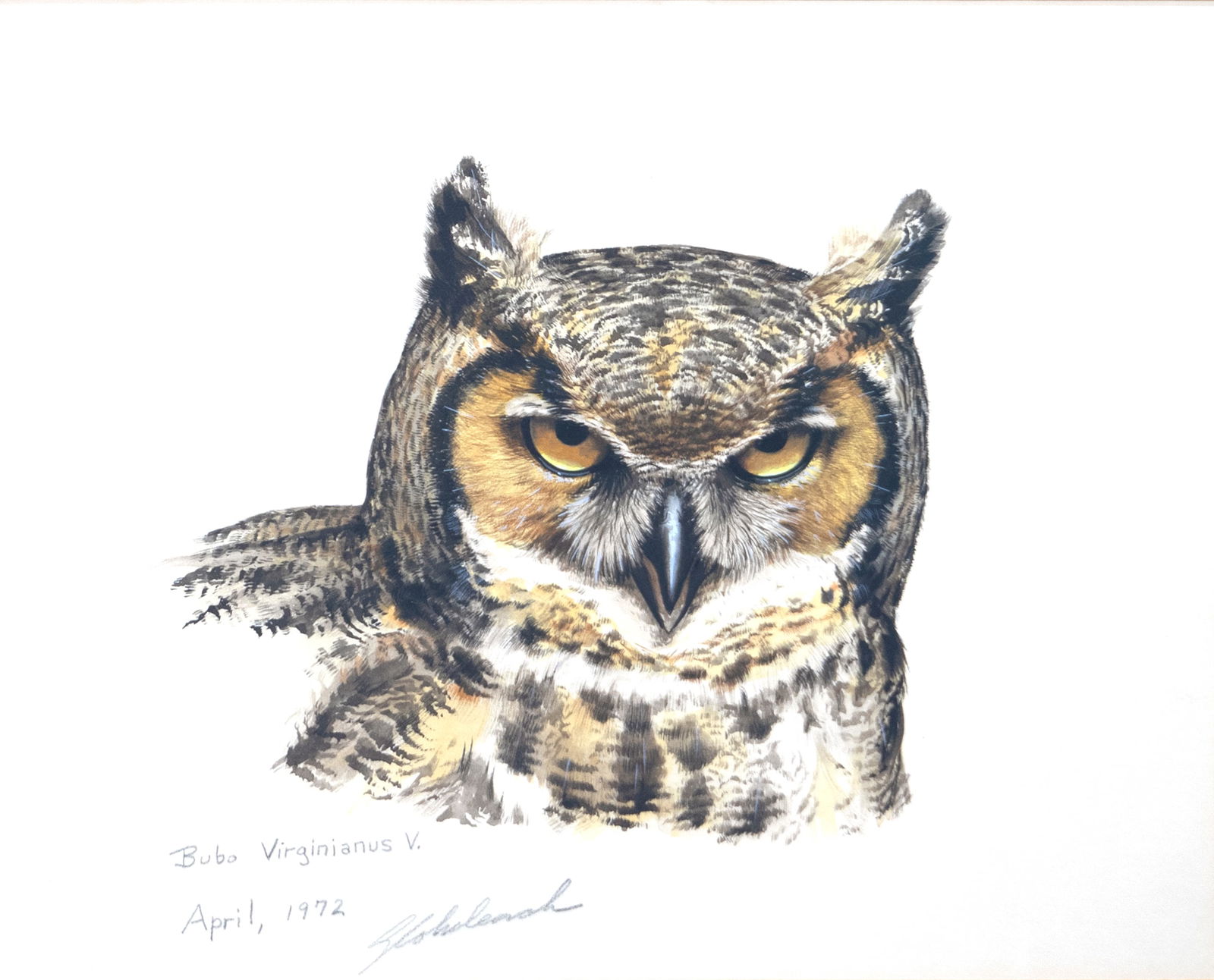Guy Coheleach (b. 1933), Bubo Virginianus V.Great Horned Owl Head (1 of 3)