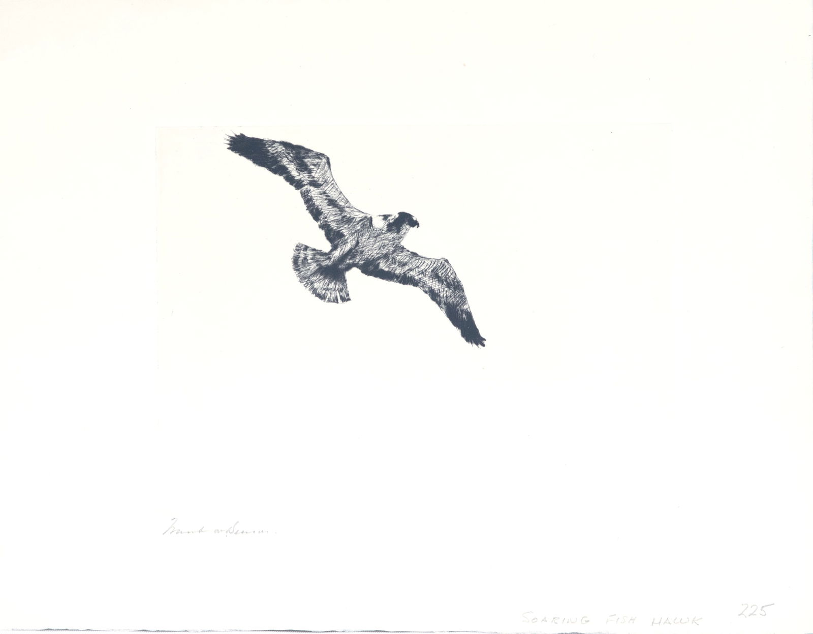Frank W. Benson (1862-1951), Soaring Fish Hawk: Frank W. Benson (1862-1951) Soaring Fish Hawk, 1923 signed "Frank W Benson" lower left drypoint, 6 by 8 in. Paff #225, edition of 150 Provenance: The artist Collection of Katherine Shaw Kripke and Sam