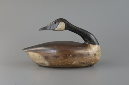 The Gray-Rig Preening Goose