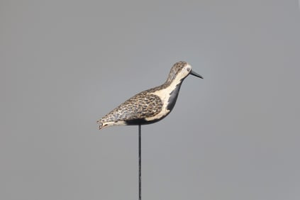 Black-Bellied Plover by Daniel Lake Leeds (1852-1922)