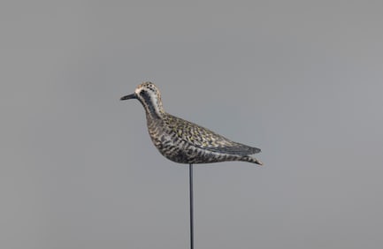 Early Raised-Wing Golden Plover by A. Elmer Crowell (1862-1952)