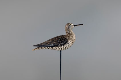 Outstanding Whittemore-Rig Willet by A. Elmer Crowell (1862-1952)