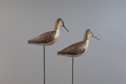 Rare Dowitcher Pair