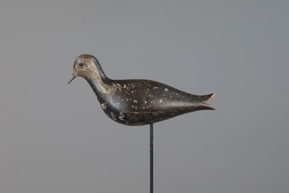 Plump Golden Plover