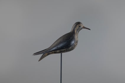 Early Nantucket Plover with Raised Wings