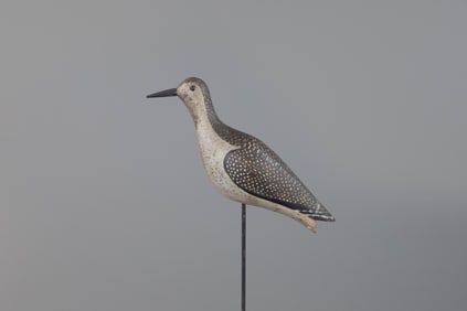 Plover in Winter Plumage
