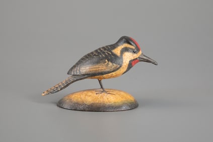 Yellow-Bellied Sapsucker by Frank S. Finney (b. 1947)