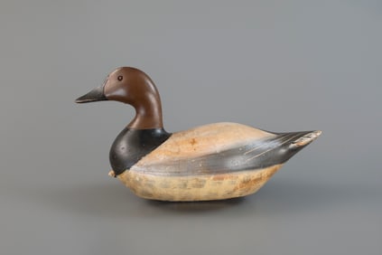 Rare Canvasback Drake by Charles Bergman (1856-1946)