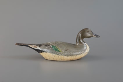 Pintail Drake by Charles Bergman (1856-1946)