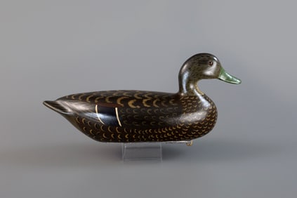 Rare Black Duck by Charles H. Perdew (1874-1963)