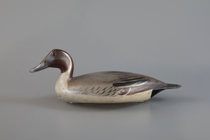 Pintail Drake by Robert Elliston (1847-1925)
