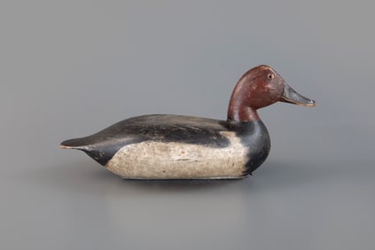 Redhead Drake by Robert Elliston (1847-1925)