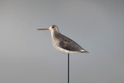 Outstanding Dowitcher in Winter Plumage by John Dilley