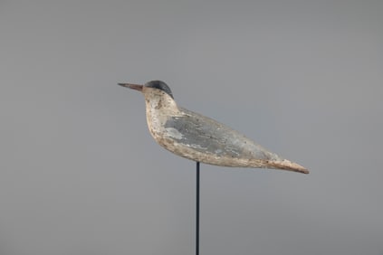 Exceedingly Rare Tern by Obediah Verity (1813-1901)