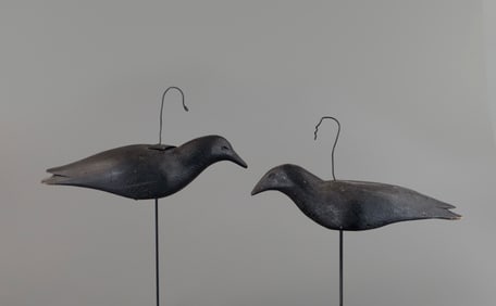 Crow Pair