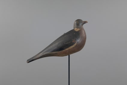 English Wood Pigeon