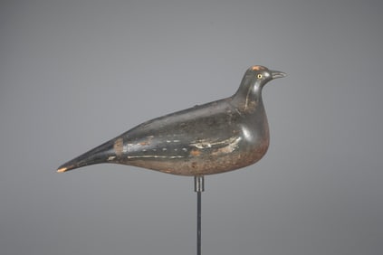 English Wood Pigeon by "Mr. Wright"