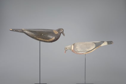Two English Wood Pigeon