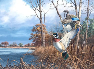 David A. Maass (b. 1929), Flash of Color - Wood Ducks