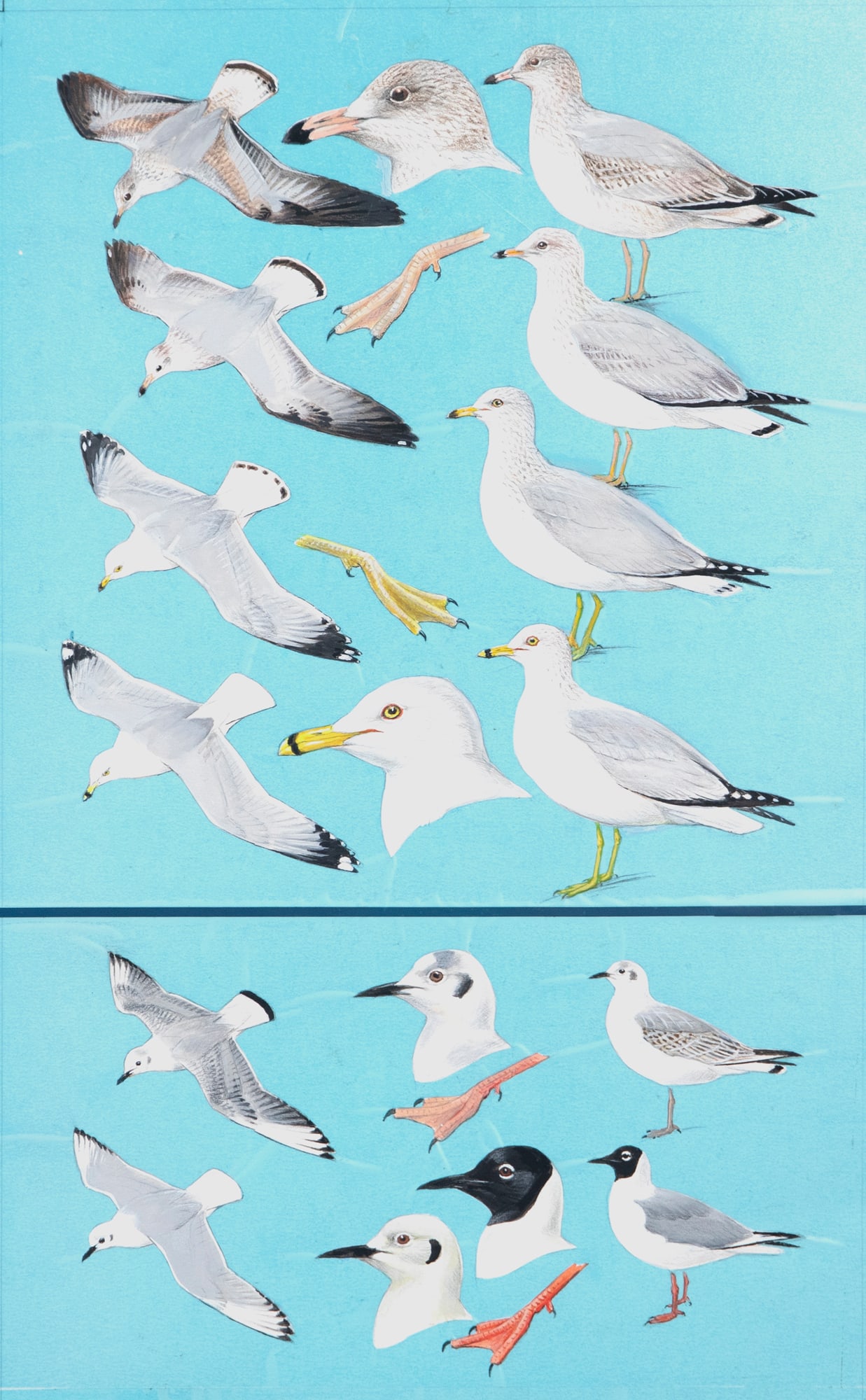 Roger Tory Peterson (1908-1996), Gulls (1 of 3)