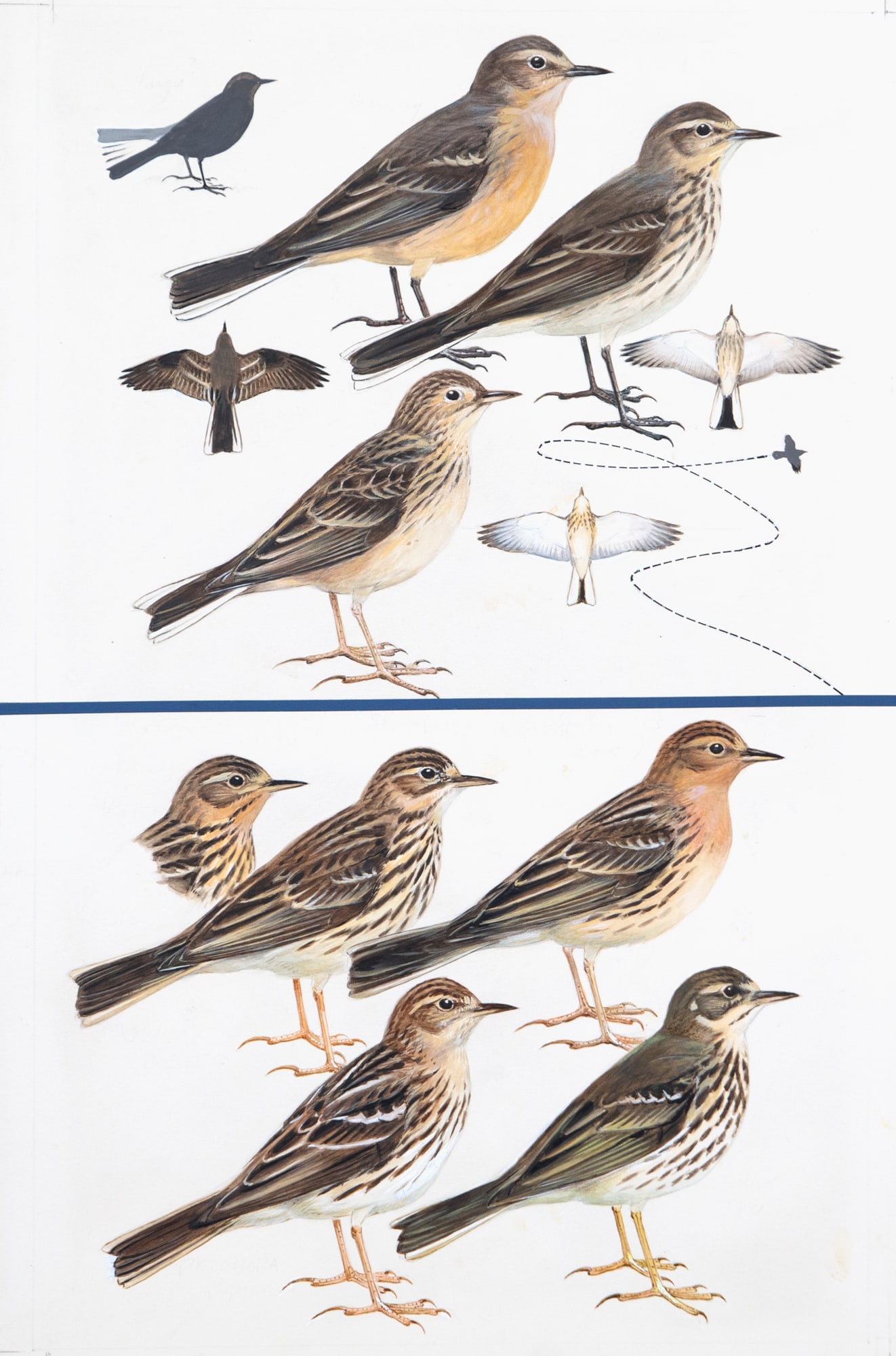 Roger Tory Peterson (1908-1996), Pipits (1 of 3)