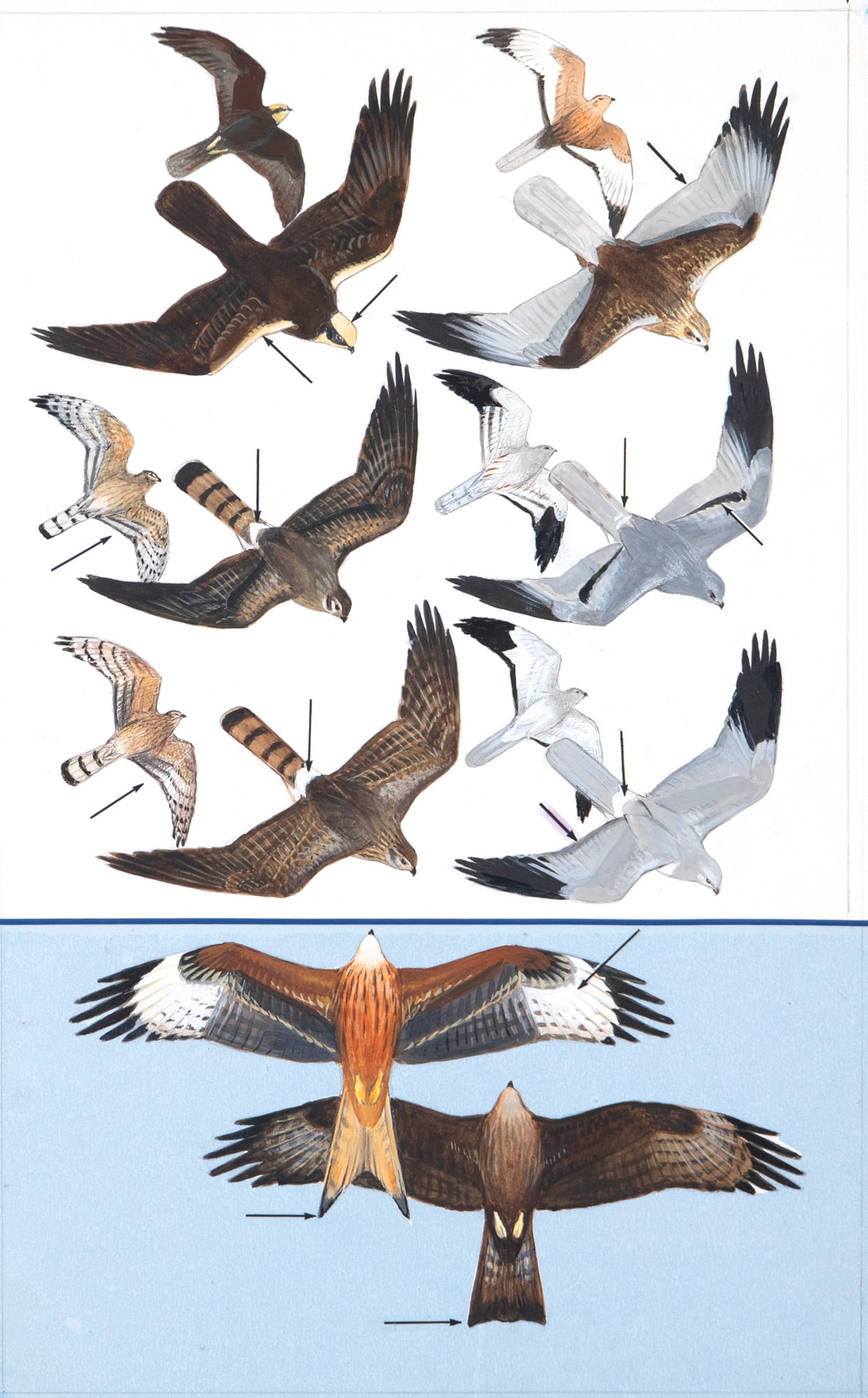 Roger Tory Peterson (1908-1996), Harriers (1 of 3)