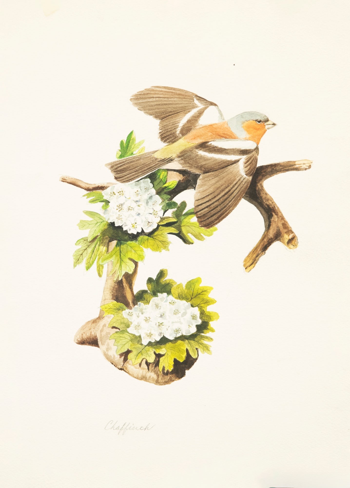 Arthur B. Singer (1917-1990), Chaffinch (1 of 2)