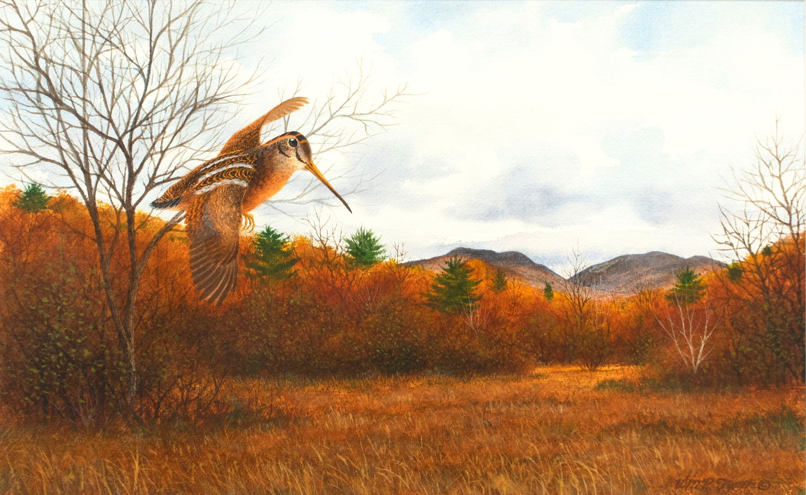 William P. Tyner (1935-1987), Woodcock (1 of 3)