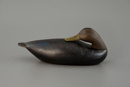 Stavis Early Preening Black Duck by Mark S. McNair (b. 1950)