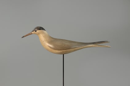 Stavis Rare Early Tern by Mark S. McNair (b. 1950)