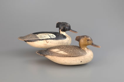Exceptional Purnell-Hudson Merganser Pair by Ira D. Hudson (1873-1949)