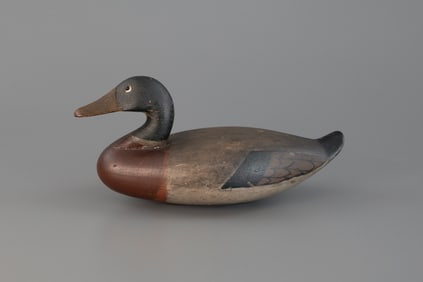 Sky-Gazer Mallard