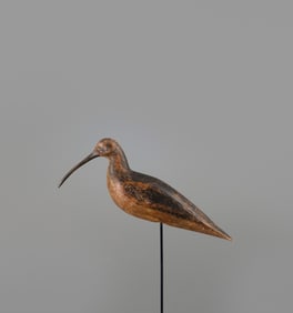 Curlew
