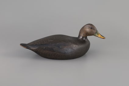 Black Duck by Charles Hart (1862-1960)